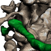 <a href="papers_abstracts/abstracts/109.html">Analysis-Ready Meshes of Neuronal Forests</a>