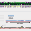 <a href="papers_abstracts/papers/140.html">Visual Analysis of Next-Generation Sequencing Data to Detect Overlapping Genes in Bacterial Genomes</a>