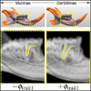 <a href="../../papers_abstracts/papers/151.html">Semantically Steered Visual Analysis of Highly Detailed Morphometric Shape Spaces</a>