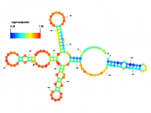 SAVoR: Annotation and Visualization of RNA structures